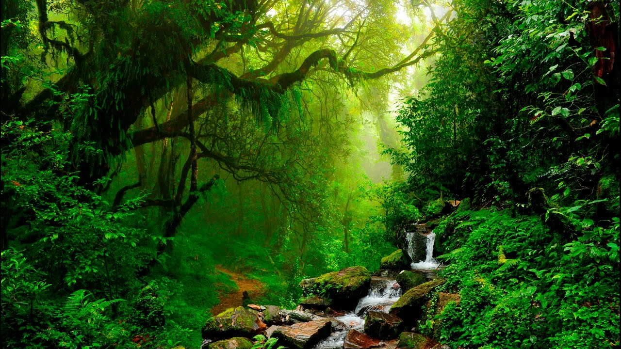 The Role of Forest Sounds in Mental Relaxation