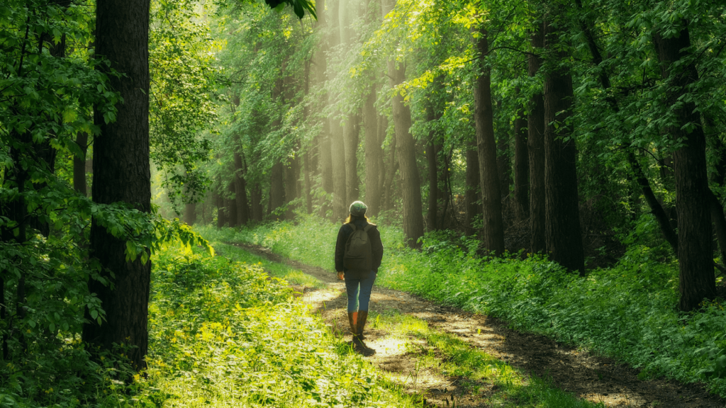 The Benefits of Mindful Forest Walking